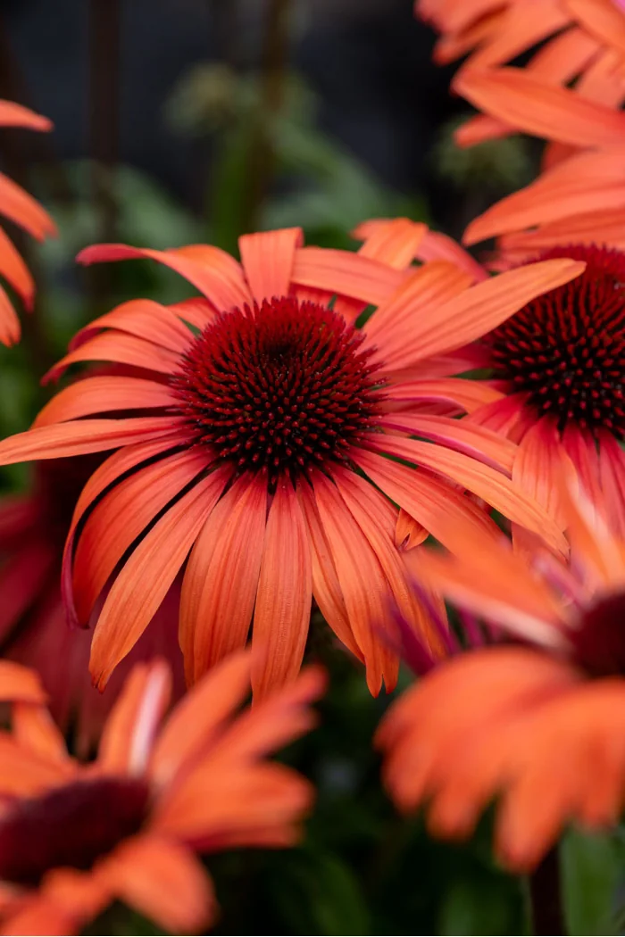 Jeżówka 'SunMagic Vintage Orange' | Echinacea