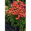 Jeżówka 'SunMagic Vintage Orange' | Echinacea