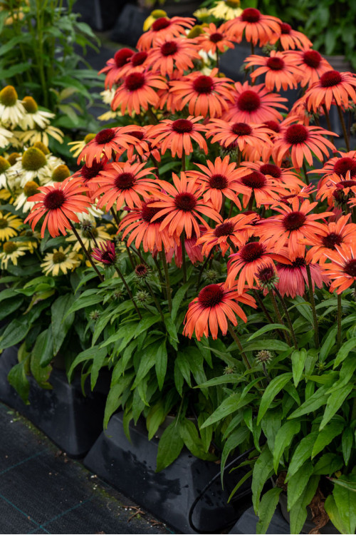 Jeżówka 'SunMagic Vintage Orange' | Echinacea