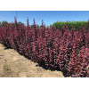 Berberys Thunberga 'Summer Chocolate' | Berberis thunbergii