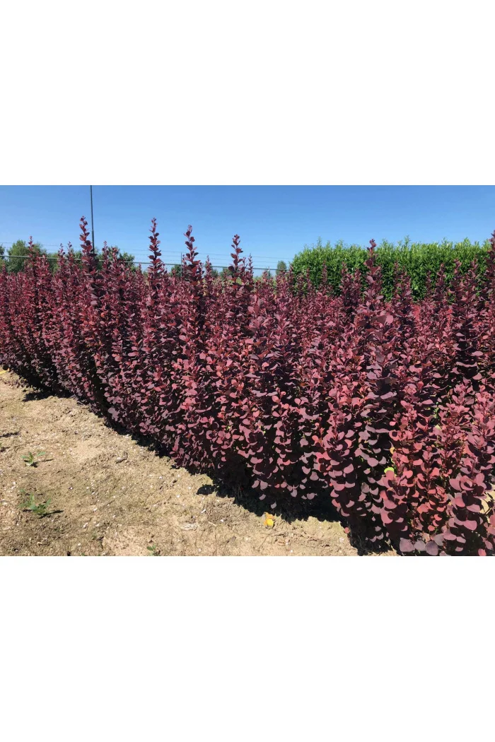 Berberys Thunberga 'Summer Chocolate' | Berberis thunbergii