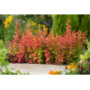 Berberys Thunberga 'Orange Rocket' Berberis thunbergii
