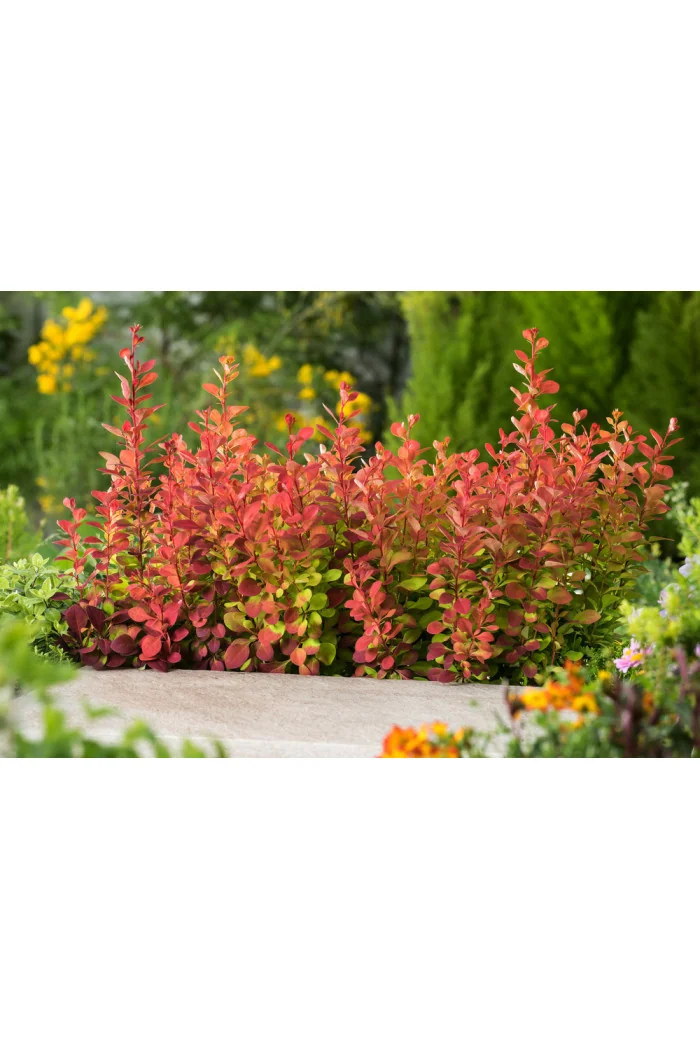 Berberys Thunberga 'Orange Rocket' Berberis thunbergii