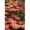 Krwawnik ogrodowy 'Skysail Fire' | Achillea millefolia