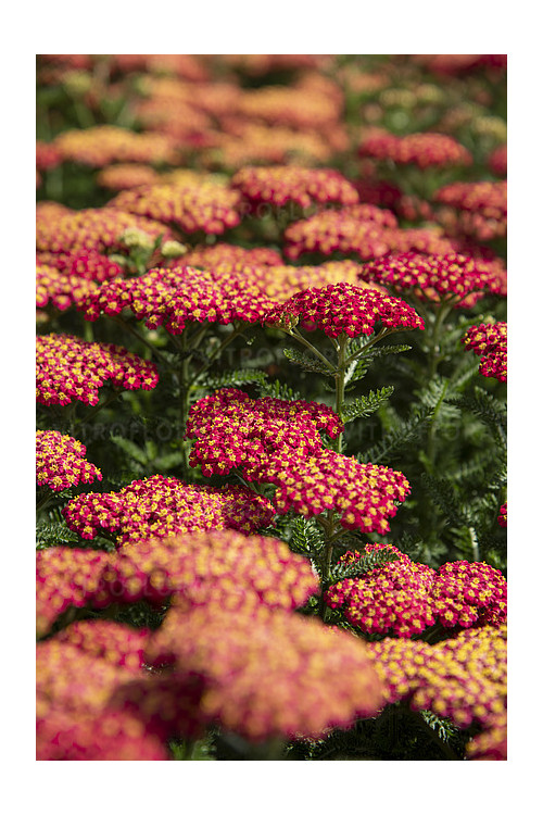 Krwawnik ogrodowy 'Skysail Fire' | Achillea millefolia