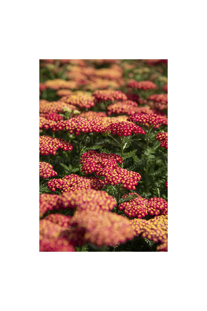 Krwawnik ogrodowy 'Skysail Fire' | Achillea millefolia