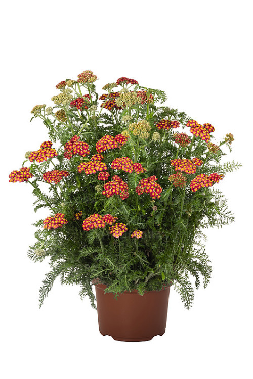 Krwawnik ogrodowy 'Skysail Fire' | Achillea millefolia