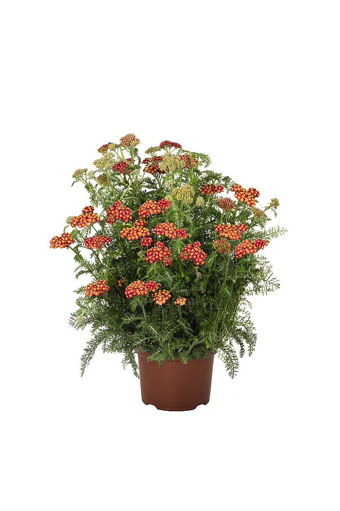 Krwawnik ogrodowy 'Skysail Fire' | Achillea millefolia