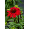 Jeżówka 'SunMagic Fantastic Scarlet' | Echinacea