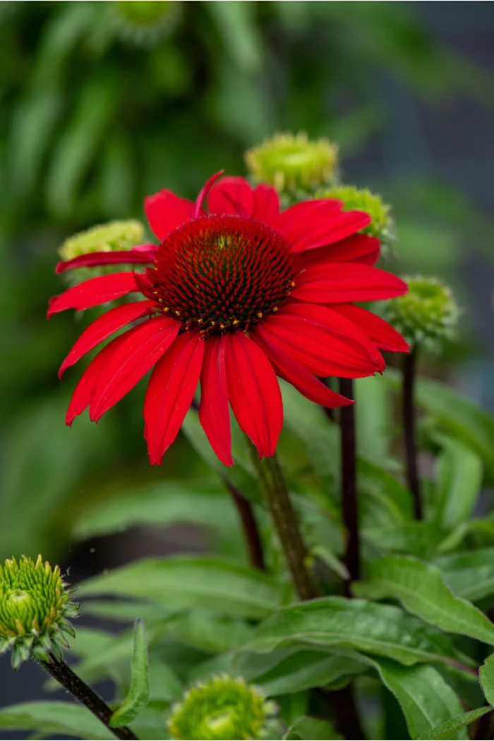 Jeżówka 'SunMagic Fantastic Scarlet' | Echinacea