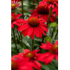 Jeżówka 'SunMagic Fantastic Scarlet' | Echinacea