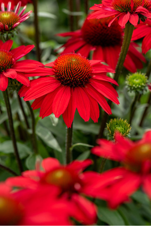 Jeżówka 'SunMagic Fantastic Scarlet' | Echinacea