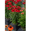 Jeżówka 'SunMagic Fantastic Scarlet' | Echinacea