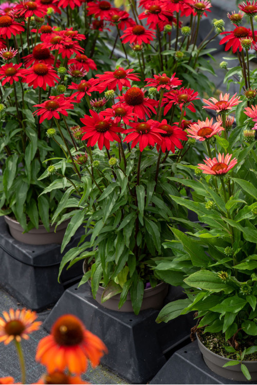 Jeżówka 'SunMagic Fantastic Scarlet' | Echinacea