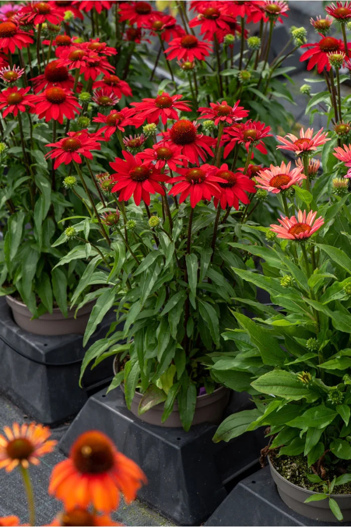 Jeżówka 'SunMagic Fantastic Scarlet' | Echinacea