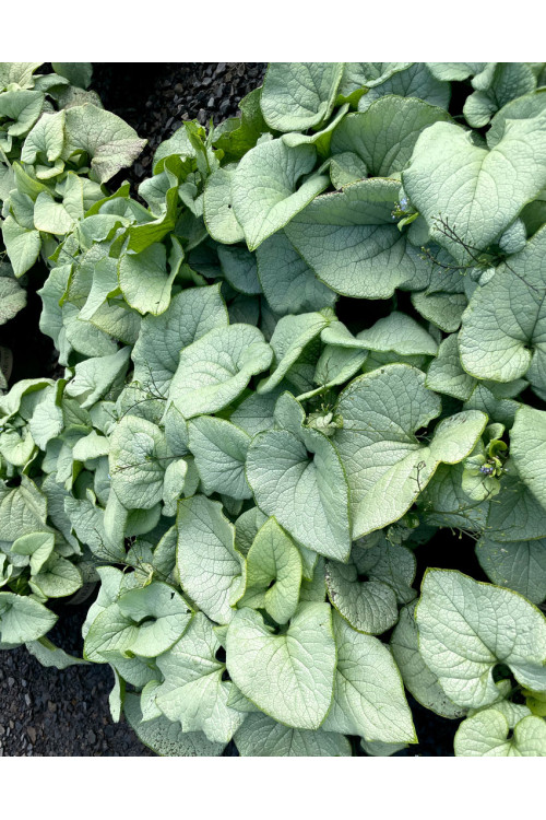 Brunnera 'Alexandria' | Brunnera