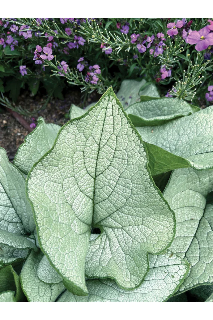 Brunnera 'Alexandria' | Brunnera