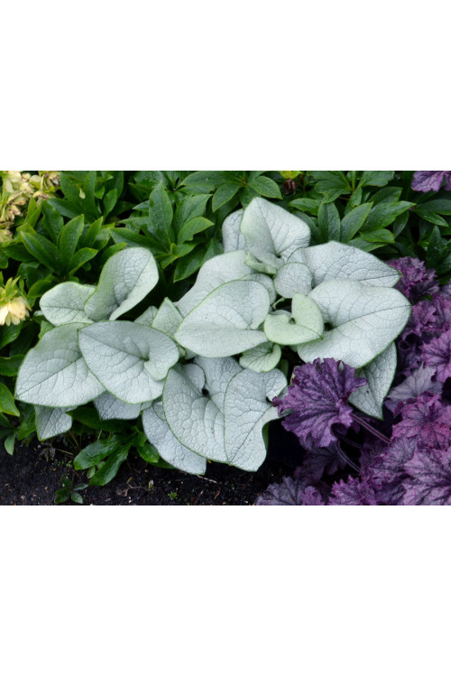 Brunnera 'Alexandria' | Brunnera