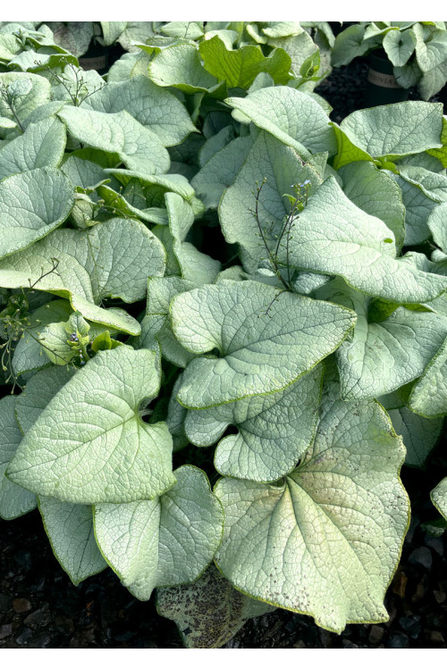 Brunnera 'Alexandria' | Brunnera