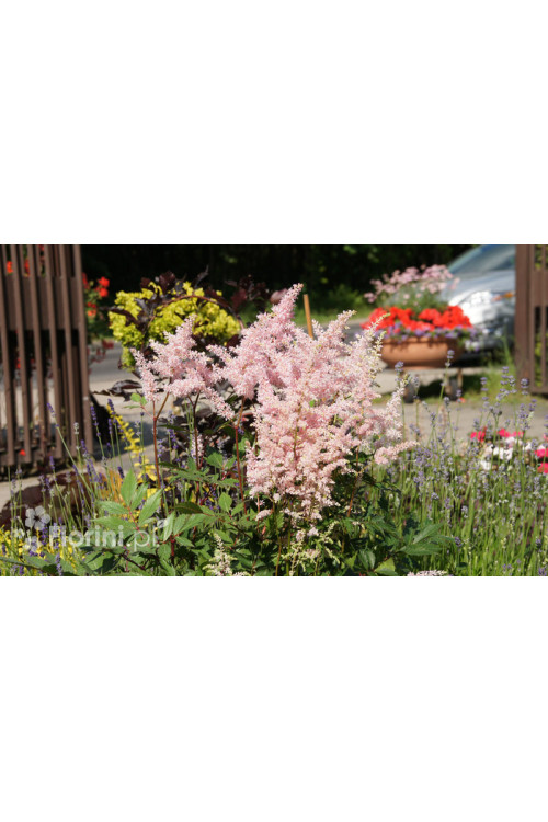 Tawułka japońska 'Europa' | Astilbe japonica