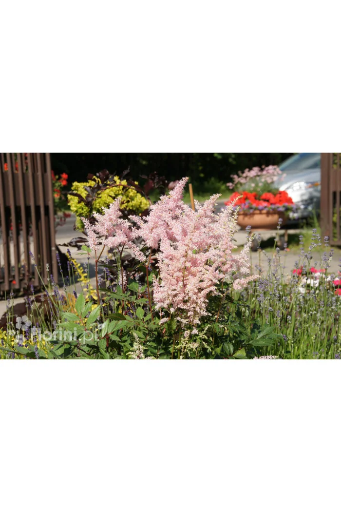 Tawułka japońska 'Europa' | Astilbe japonica