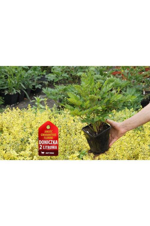 Tawułka japońska 'Europa' | Astilbe japonica