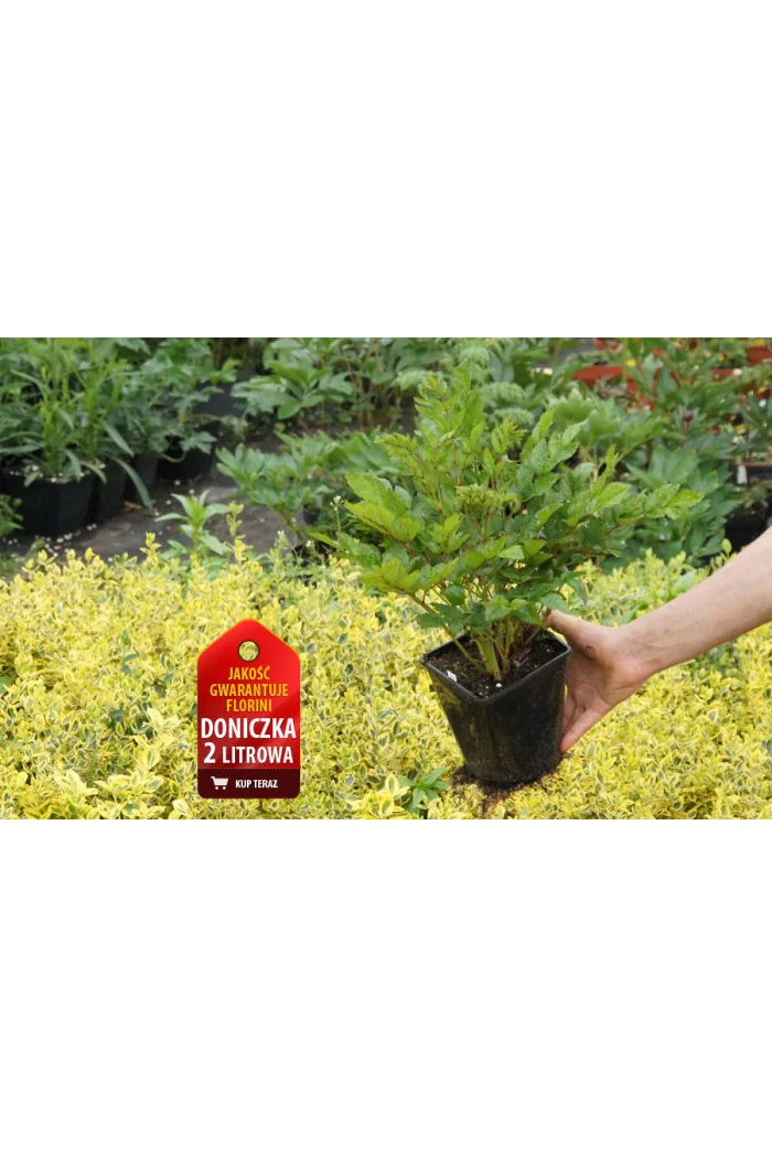 Tawułka japońska 'Europa' | Astilbe japonica