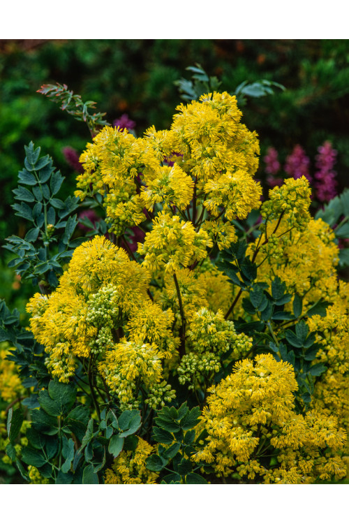 Rutewka żółta | Thalictrum flavum subsp. glaucum