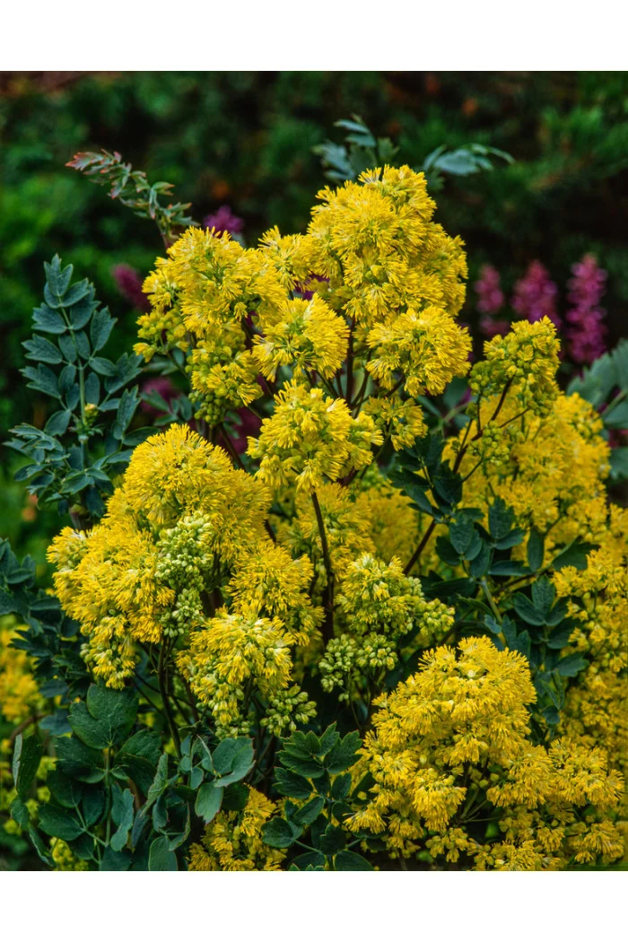 Rutewka żółta | Thalictrum flavum subsp. glaucum