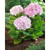 Hortensja ogrodowa 'Peppermint | Hydrangea macrophylla