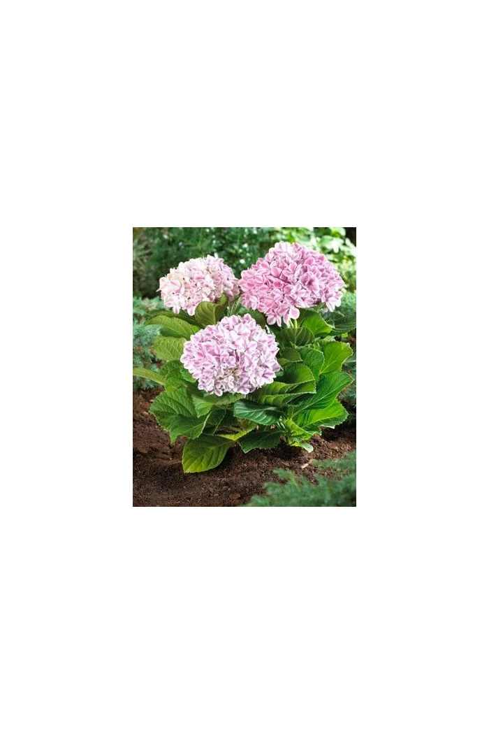 Hortensja ogrodowa 'Peppermint | Hydrangea macrophylla
