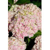 Hortensja ogrodowa 'Peppermint | Hydrangea macrophylla