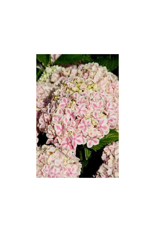 Hortensja ogrodowa 'Peppermint | Hydrangea macrophylla