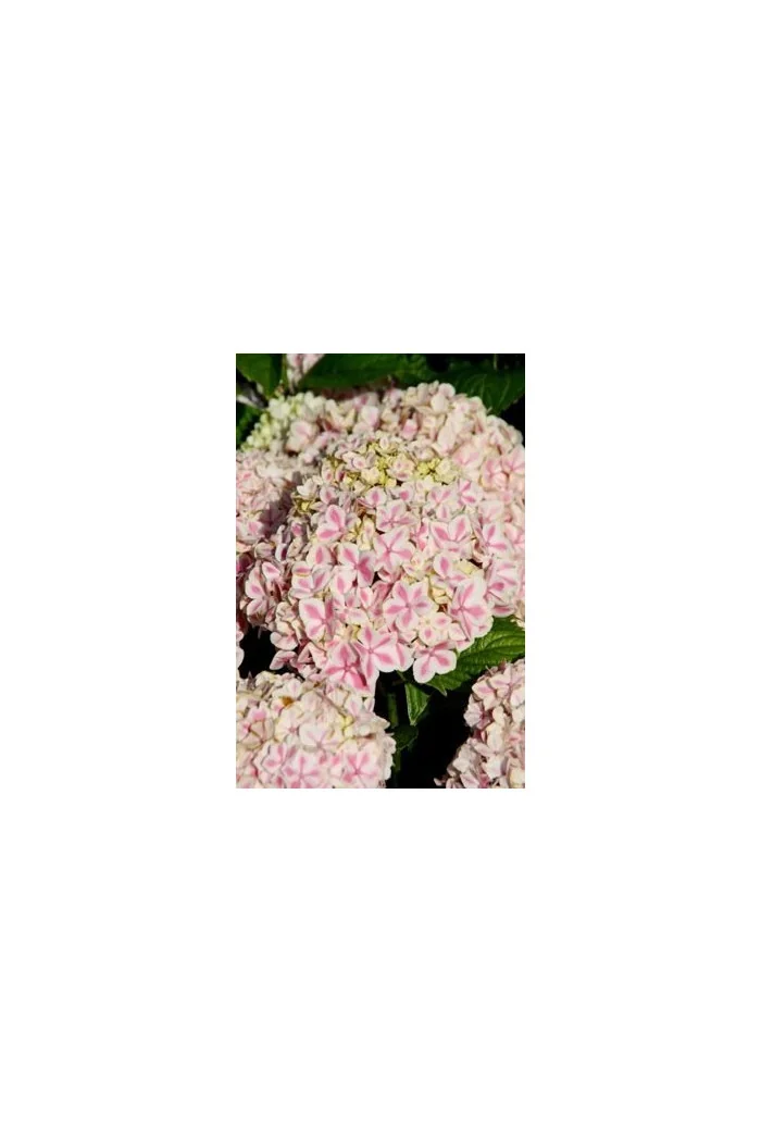 Hortensja ogrodowa 'Peppermint | Hydrangea macrophylla