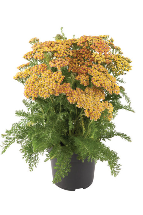 Krwawnik pospolity 'Milly Rock Yellow Teracotta' | Achillea millefolium