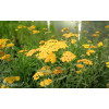 Krwawnik pospolity 'Milly Rock Yellow Teracotta' | Achillea millefolium