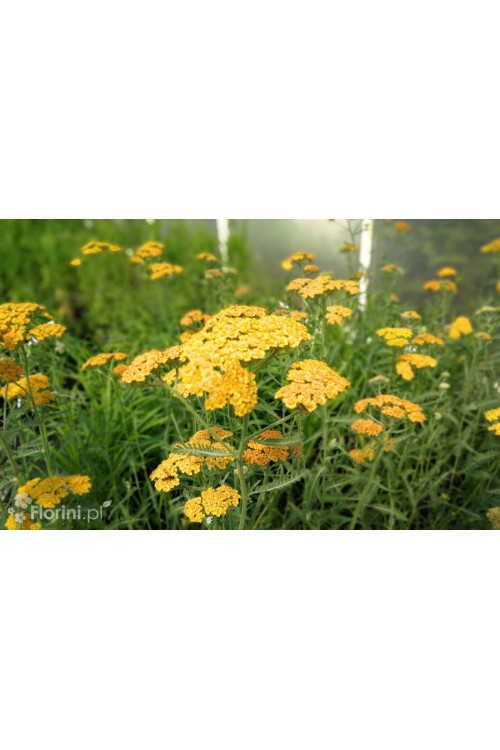 Krwawnik pospolity 'Milly Rock Yellow Teracotta' | Achillea millefolium