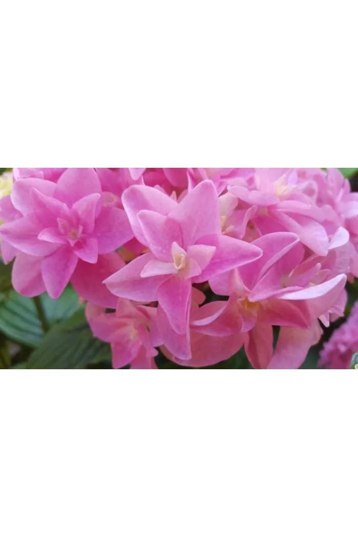 Hortensja ogrodowa 'Perfection' Hydrangea macrophylla