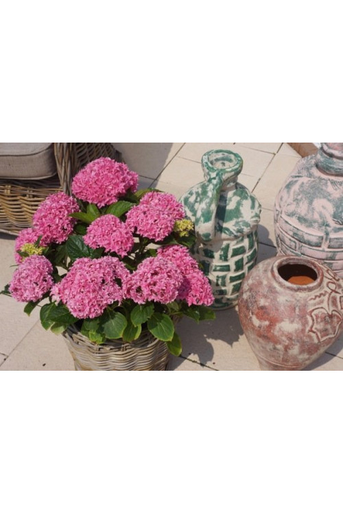 Hortensja ogrodowa 'Perfection' Hydrangea macrophylla