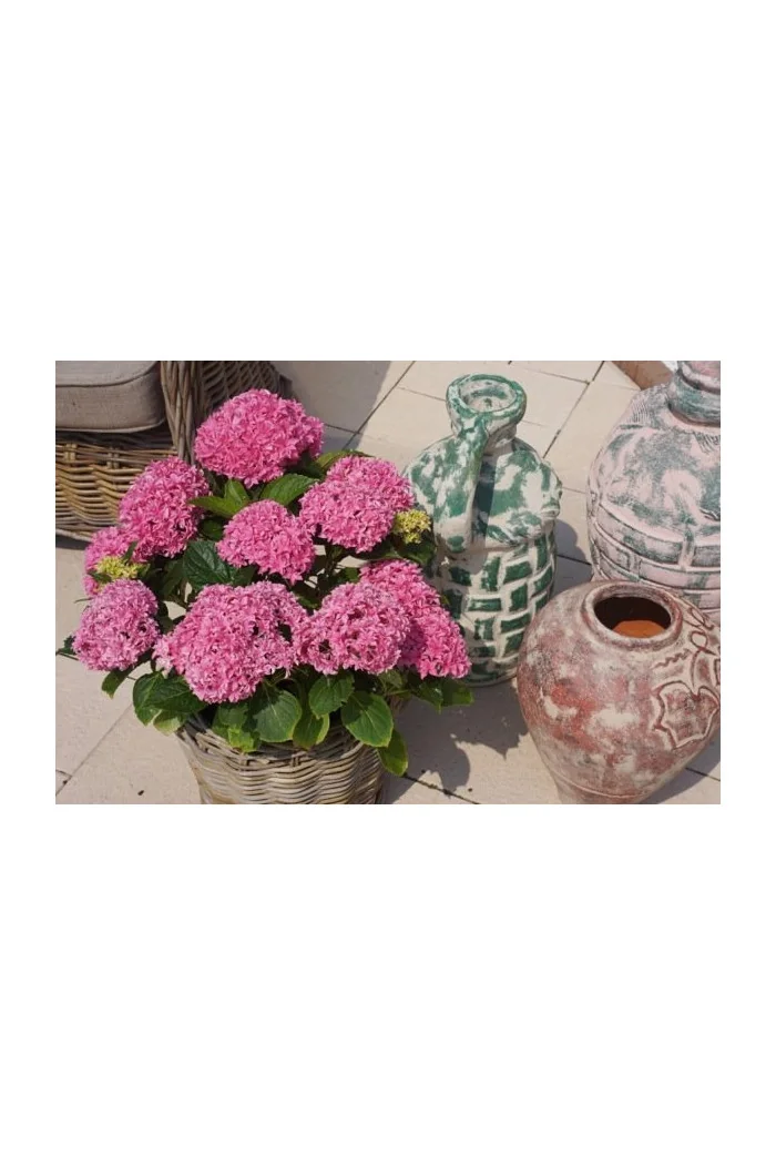 Hortensja ogrodowa 'Perfection' Hydrangea macrophylla