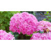 Hortensja ogrodowa 'Perfection' Hydrangea macrophylla