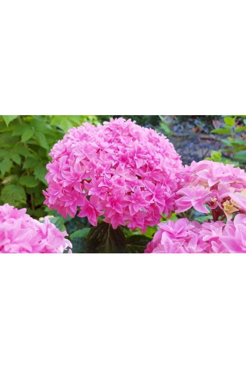 Hortensja ogrodowa 'Perfection' Hydrangea macrophylla