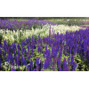 Szałwia omszona 'Caradonna Compact' | Salvia nemorosa