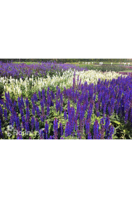 Szałwia omszona 'Caradonna Compact' | Salvia nemorosa