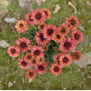 Rudbekia 'Flamenco Dark Orange' Rudbeckia