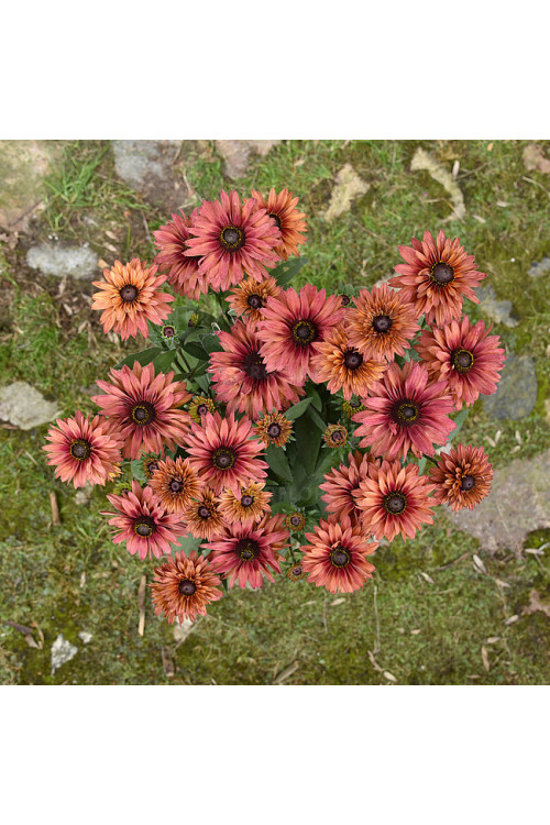 Rudbekia 'Flamenco Dark Orange' Rudbeckia