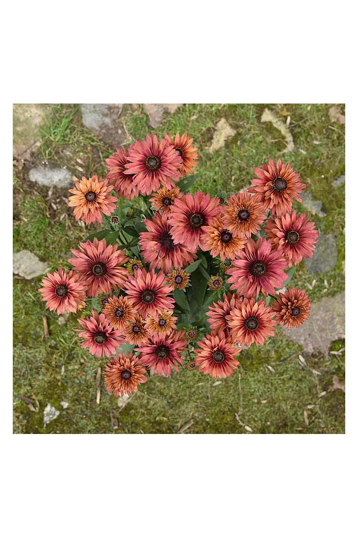 Rudbekia 'Flamenco Dark Orange' Rudbeckia