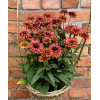 Rudbekia 'Flamenco Dark Orange' Rudbeckia