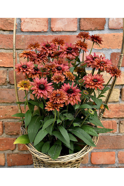 Rudbekia 'Flamenco Dark Orange' Rudbeckia