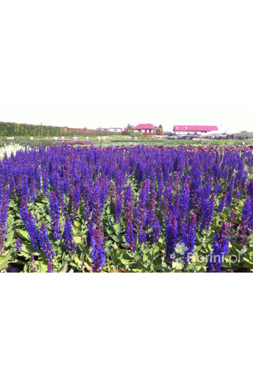 Szałwia omszona 'Caradonna Compact' | Salvia nemorosa